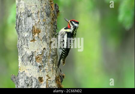 Un Sapsucker à ventre jaune, 'phyrapicus varius', fore des trous dans l'écorce d'un peuplier pour capturer des insectes destinés à la nourriture dans les régions rurales du Canada albertain. Banque D'Images