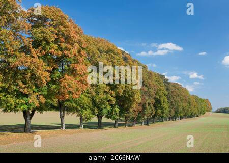 Baumallee Saint-Joahnn en automne, Jura souabe, Bade-Wurtemberg, Allemagne Banque D'Images