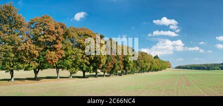 Baumallee Saint-Joahnn en automne, Jura souabe, Bade-Wurtemberg, Allemagne Banque D'Images