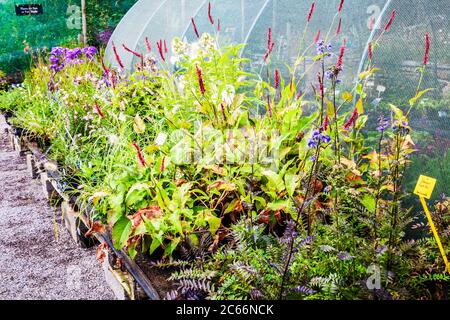 Plantes à vendre à une petite pépinière. Banque D'Images
