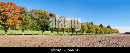 Baumallee en automne, Jura souabe, Bade-Wurtemberg, Allemagne Banque D'Images