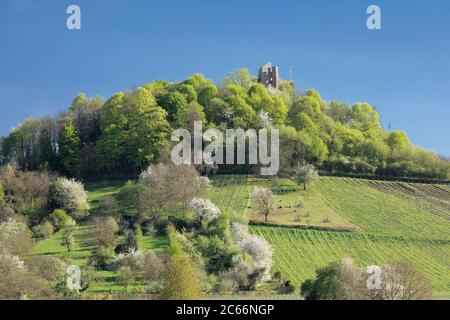 Château de Staufen, Staufen im Breisgau, Forêt Noire du Sud, Bade-Wurtemberg, Allemagne Banque D'Images