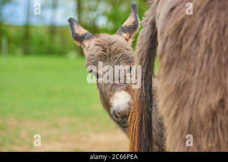 Âne, Equus asinus asinus, femelle et foal dans un pré Banque D'Images