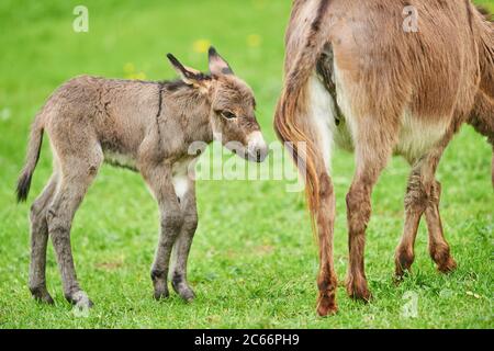 Âne, Equus asinus asinus, femelle et foal dans un pré Banque D'Images