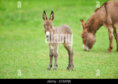 Âne, Equus asinus asinus, femelle et foal dans un pré Banque D'Images