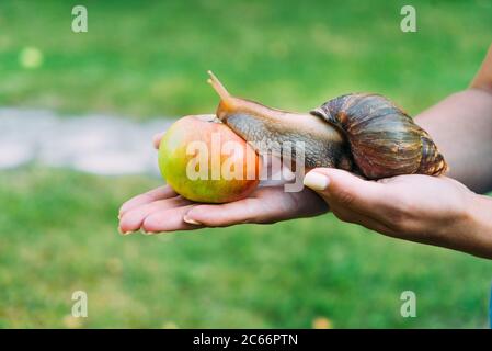 les mains d'une femme tiennent un gros escargot dans le jardin. L'escargot s'archide à la pomme rouge. Banque D'Images