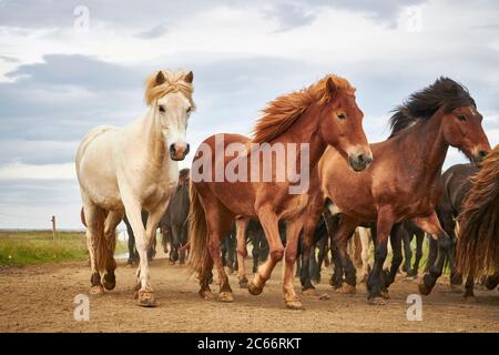 Chevaux islandais courant dans un troupeau Banque D'Images