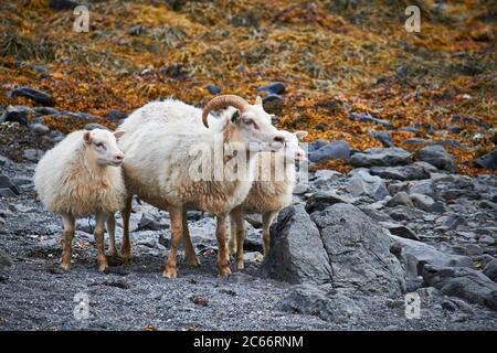 moutons en islandais westfjords Banque D'Images