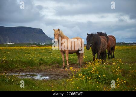 Trois chevaux islandais debout sur un terrain Banque D'Images