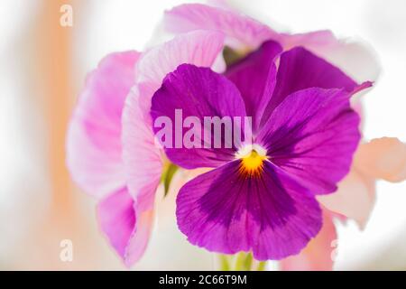 Belles fleurs de Pansy, couleur pourpre Banque D'Images