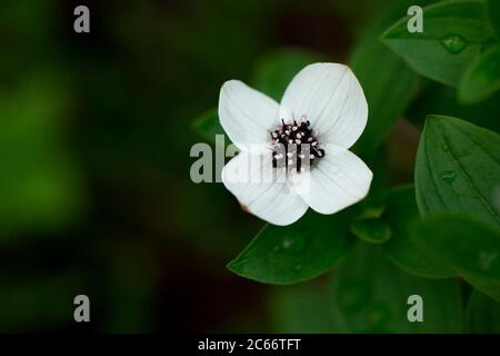 Cornus suecica, le cornel nain ou la baie de petits fruits, Laponie Finlande Banque D'Images