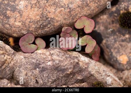 Plantes entre les berges en pierres de Laponie, en Finlande Banque D'Images