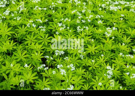 Fleurs de Woodruff Banque D'Images