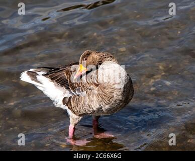 Un canard brun sympa qui nettoie ses plumes dans un lac Banque D'Images