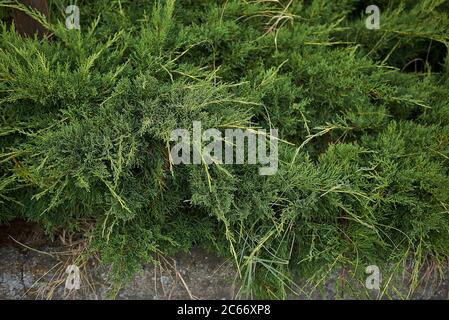 Feuillage vert éternel Juniperus sabina Banque D'Images