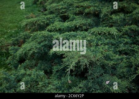 Arbuste vert à feuilles persistantes Juniperus virginiana dans un parc public Banque D'Images