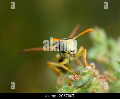 Macro portrait d'un polistes dominula guêpe sur une fleur Banque D'Images
