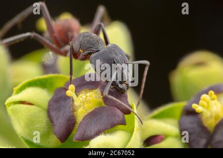 Big camponotus cruentatus posant ant dans une plante verte portrait Banque D'Images