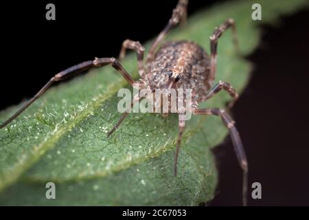 Petite araignée posant sur une feuille verte Banque D'Images