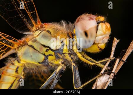 Belle macro photographie de libellule sleeping Banque D'Images