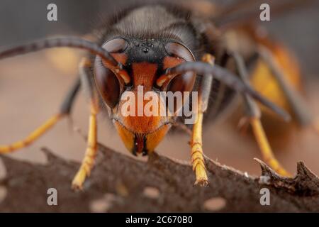 Du vrai Asian wasp, également appelé Vespa velutina macro photographie Banque D'Images