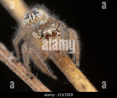 Peu d'thyene spider Imperialis posant sur une branche macro photographie Banque D'Images