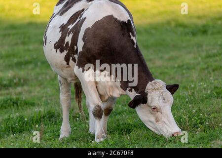 Vache noire et blanche l'alimentation d'un grand nombre d'herbe Banque D'Images