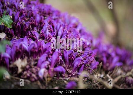 Fleurs de Towort pourpres Banque D'Images