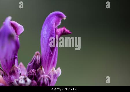 Fleurs de Towort pourpres Banque D'Images