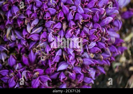 Fleurs de Towort pourpres Banque D'Images