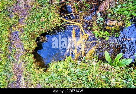 Racines dans l'eau entre l'herbe et les petites plantes vertes. Arrière-plan nature. Banque D'Images