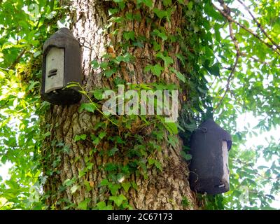 Boîtes à chauve-souris sur un arbre, Devon, Royaume-Uni Banque D'Images