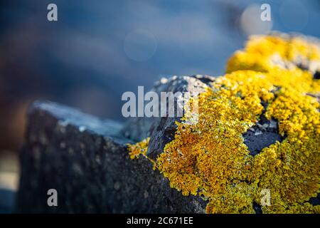 Gros plan pierres et rochers sur un bord de mer recouvert de mousse jaune avec fond bleu de mer Banque D'Images