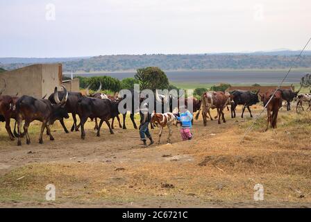 Katwe, Ouganda - 30 août 2010 : des enfants graissent un troupeau de vaches Ankole Watusi dans le village de Katwe, près du lac salé au lever du soleil. Beaucoup de gens vivent ici Banque D'Images