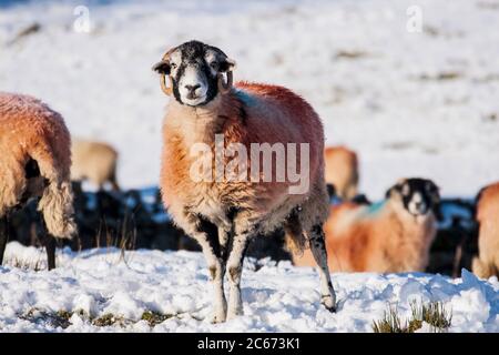 Moutons Swaledale avec des manteaux colorés compensés par le paysage couvert de neige. Des gréges faibles sont tombés près de Tewet Tarn, Lake District, Cumbria, Angleterre, Royaume-Uni. Banque D'Images