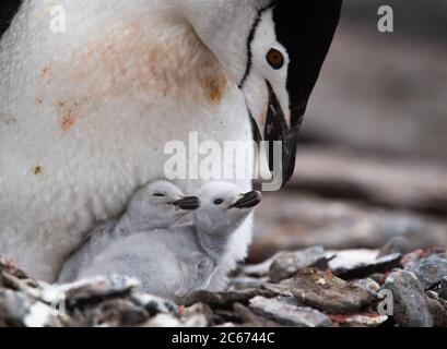 Manchot de collier (Pygoscelis antarctique) adulte et poussin sur l'île de Signy, dans les Shetlands du Sud, Antarctique Banque D'Images