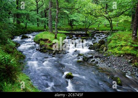 Watendlath Beck coulant à travers les bois de chêne anciens en été au-dessus de Lodore, près de Derwentwater, Lake District, Cumbria, Angleterre, Royaume-Uni Banque D'Images