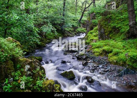 Watendlath Beck coulant à travers les bois de chêne anciens en été au-dessus de Lodore, près de Derwentwater, Lake District, Cumbria, Angleterre, Royaume-Uni Banque D'Images