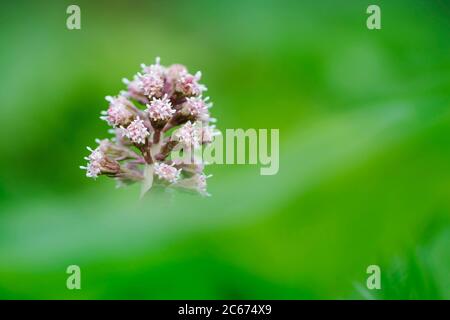 Fleurs communes de Butterbur Banque D'Images