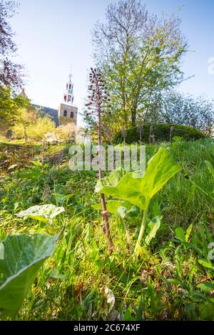 Fleurs communes de Butterbur Banque D'Images