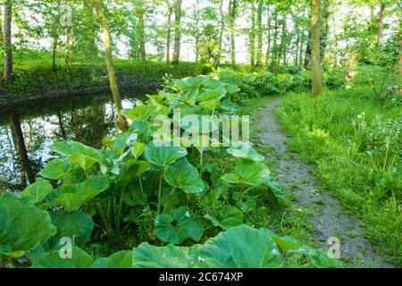 Feuilles de Butterbur communes Banque D'Images