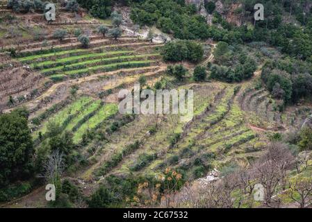 Vergers de terrasse vus du monastère de Saint Anthony le Grand aussi appelé monastère de Qozhaya dans la vallée de Kadisha dans le gouvernorat du Nord du Liban Banque D'Images