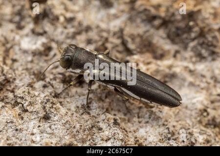 Lorateur de noix de Chestnut à deux lignes (Agrilus bilineatus) Banque D'Images