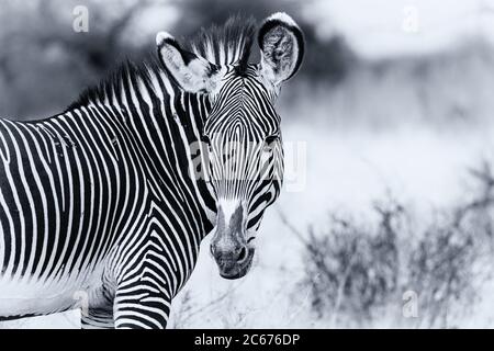 Grevy's Grevys le zébra de Grevy gros plan de la tête, la faune en danger dans la réserve nationale de Samburu, Kenya, Afrique. Image monochrome noir et blanc Banque D'Images