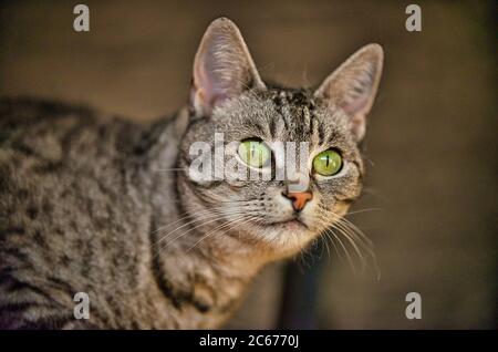 Portrait d'un chat de la race European Shorthair Banque D'Images