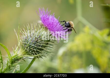 Gros plan de la tête de chardon avec fleur pourpre et abeille collectant le pollen. Banque D'Images