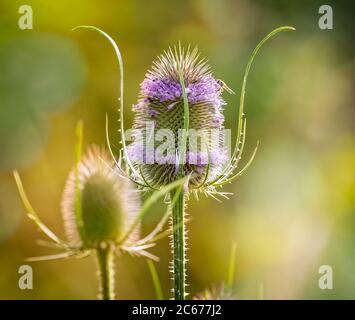 Gros plan de la cuillère à café éclairée au dos avec tête de fleur piquée et fleurs violettes Banque D'Images