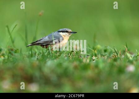 Nuthatch eurasien photographié dans les lumières de la fin de l'après-midi Banque D'Images