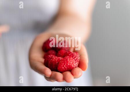 Femme mains tenant des framboises rouges fraîches sur fond gris. Concept alimentaire et nutritionnel sain et biologique. Concept alimentaire, diététique, végétarien Banque D'Images