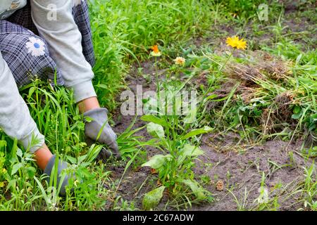 Un fermier dans le jardin avec ses propres mains adventice une fleur d'échinacée, en récoltant les mauvaises herbes autour de lui et en les empilant sur un tas. Banque D'Images